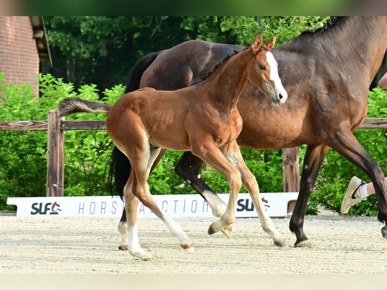 Other Breeds Stallion  Brown in Bladel