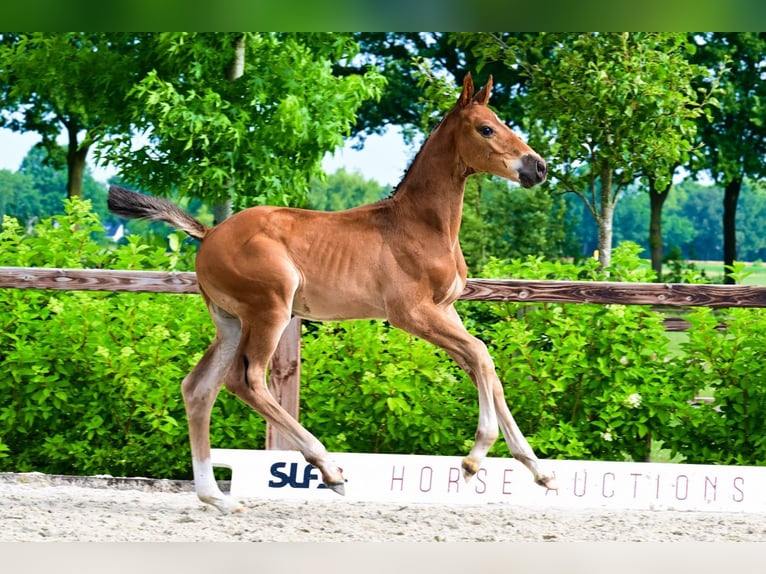 Other Breeds Stallion  Brown in Bladel