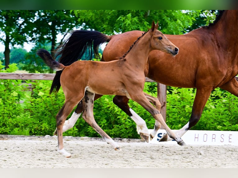 Other Breeds Stallion  Brown in Bladel