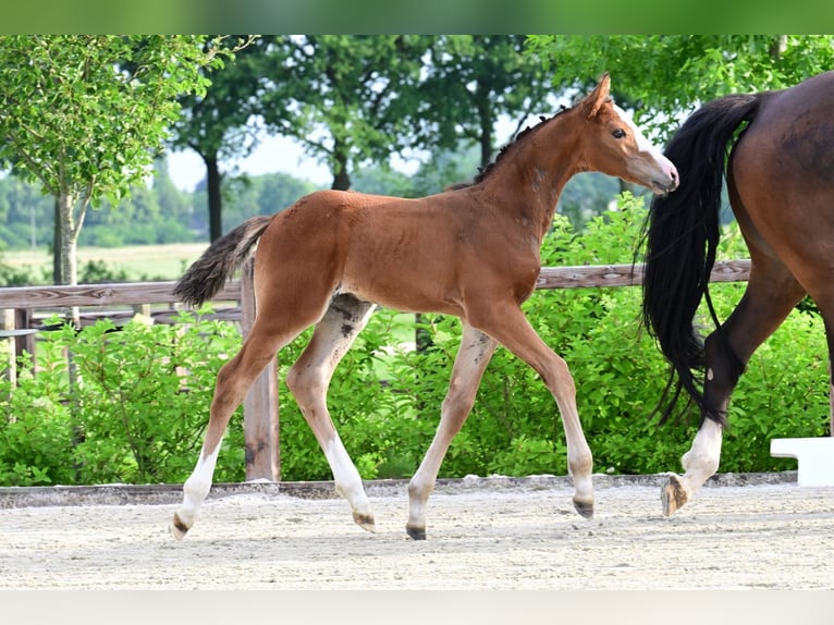 Other Breeds Stallion  Brown in Bladel