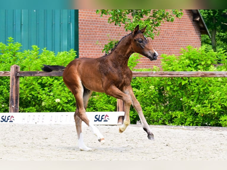 Other Breeds Stallion  Brown in Bladel