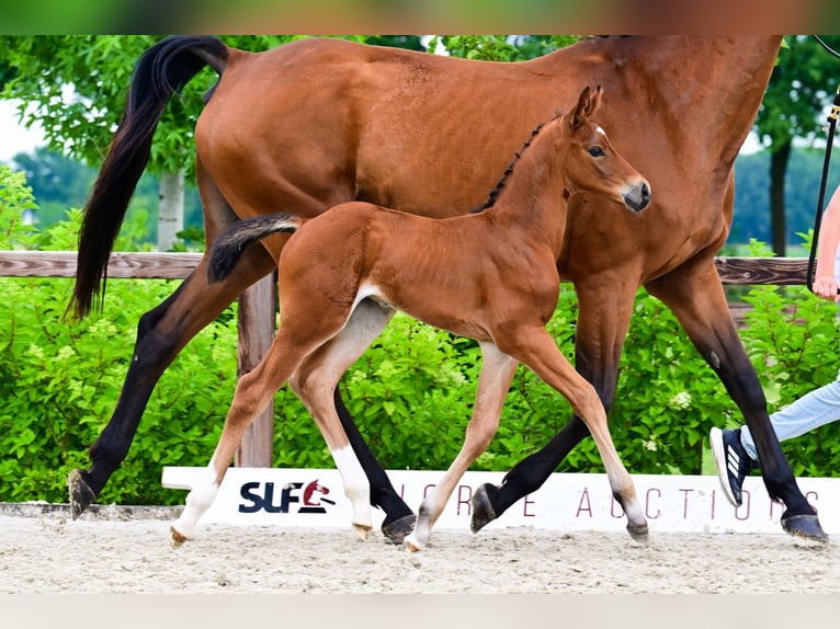 Other Breeds Stallion  Brown in Bladel
