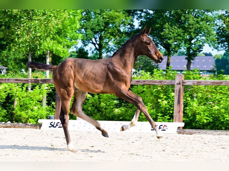 Other Breeds Stallion  Brown in Bladel