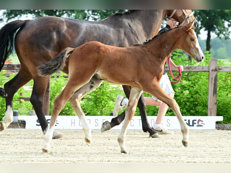 Other Breeds Stallion  Brown in Bladel
