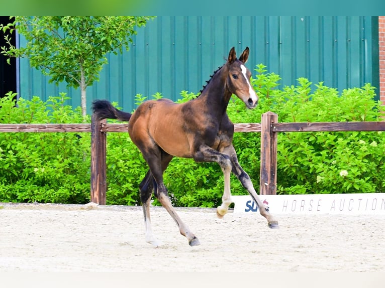 Other Breeds Stallion  Brown in Bladel