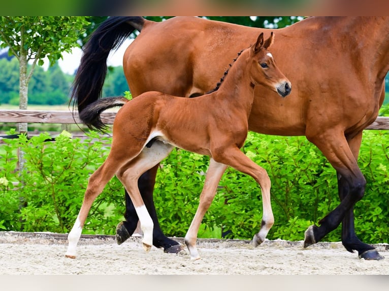 Other Breeds Stallion  Brown in Bladel