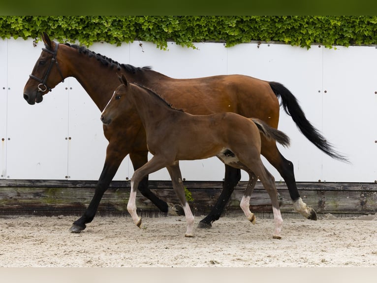 Other Breeds Stallion  Brown in Waddinxveen