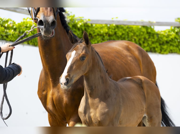 Other Breeds Stallion  Brown in Waddinxveen