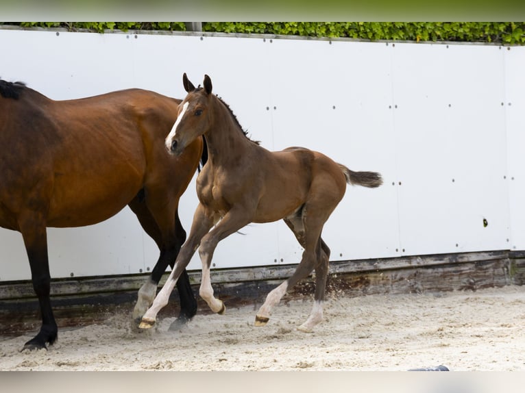 Other Breeds Stallion  Brown in Waddinxveen