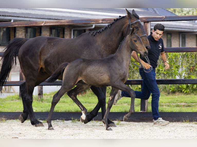 Other Breeds Stallion Foal (04/2025) Brown in Waddinxveen