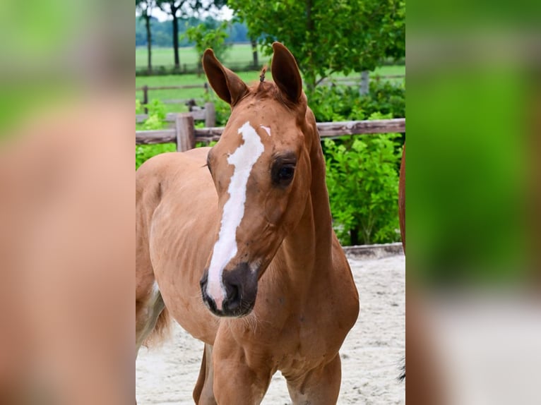 Other Breeds Stallion  Chestnut-Red in Bladel