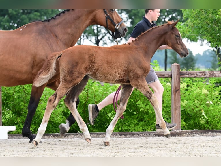Other Breeds Stallion  Chestnut-Red in Bladel