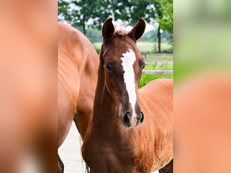 Other Breeds Stallion  Chestnut-Red in Bladel