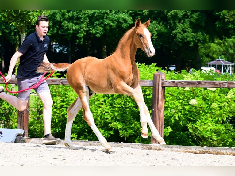 Other Breeds Stallion  Chestnut-Red in Bladel