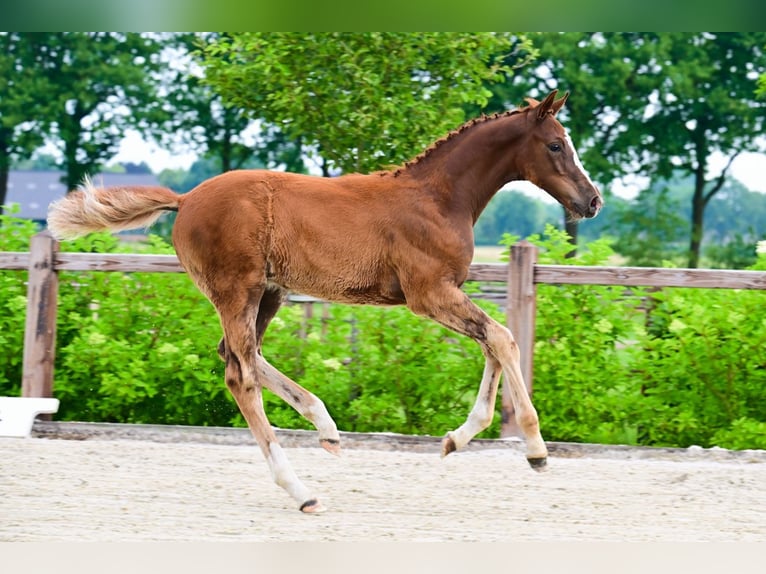 Other Breeds Stallion  Chestnut-Red in Bladel