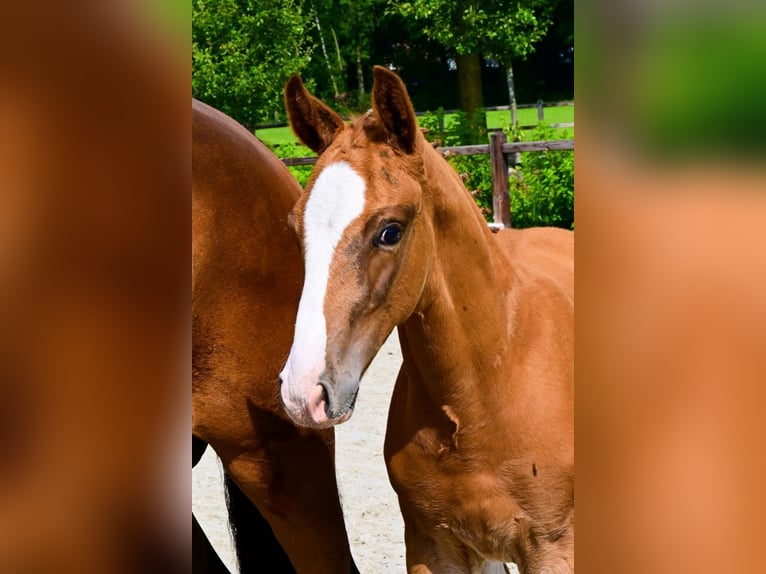 Other Breeds Stallion  Chestnut-Red in Bladel