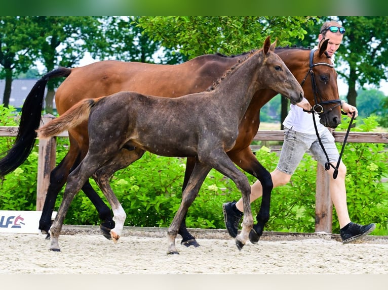 Other Breeds Stallion  Chestnut-Red in Bladel