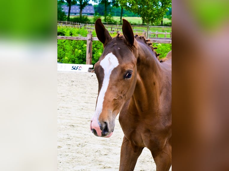 Other Breeds Stallion  Chestnut-Red in Bladel