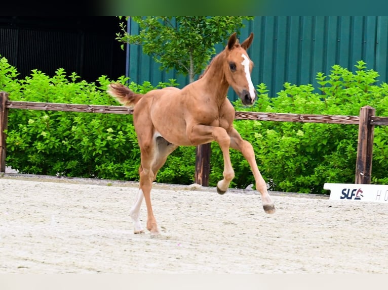 Other Breeds Stallion  Chestnut-Red in Bladel