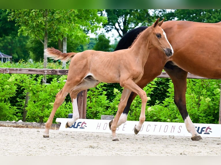 Other Breeds Stallion  Chestnut-Red in Bladel