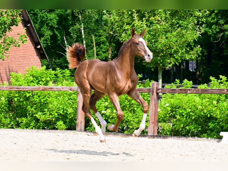 Other Breeds Stallion  Chestnut-Red in Bladel