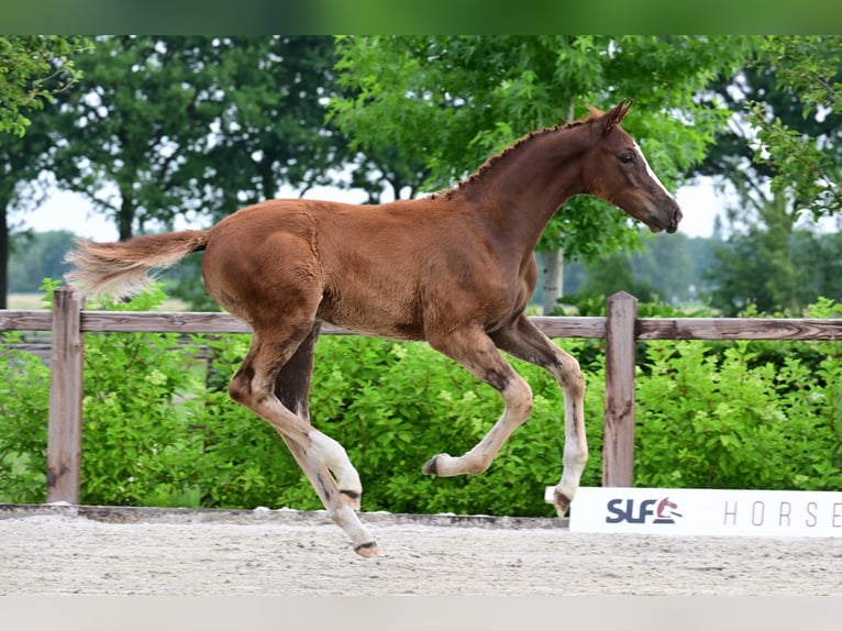 Other Breeds Stallion  Chestnut-Red in Bladel