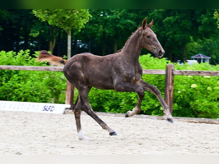 Other Breeds Stallion  Chestnut-Red in Bladel