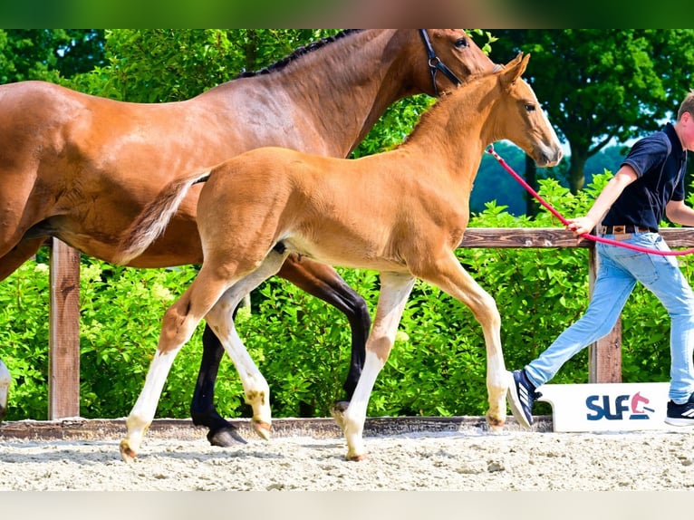 Other Breeds Stallion  Chestnut-Red in Bladel