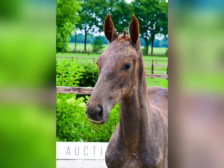 Other Breeds Stallion  Chestnut-Red in Bladel