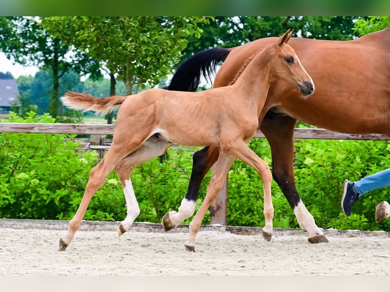 Other Breeds Stallion  Chestnut-Red in Bladel