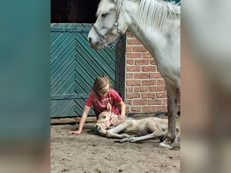 Other Breeds Mix Stallion Foal (05/2025) Dun in Moraas