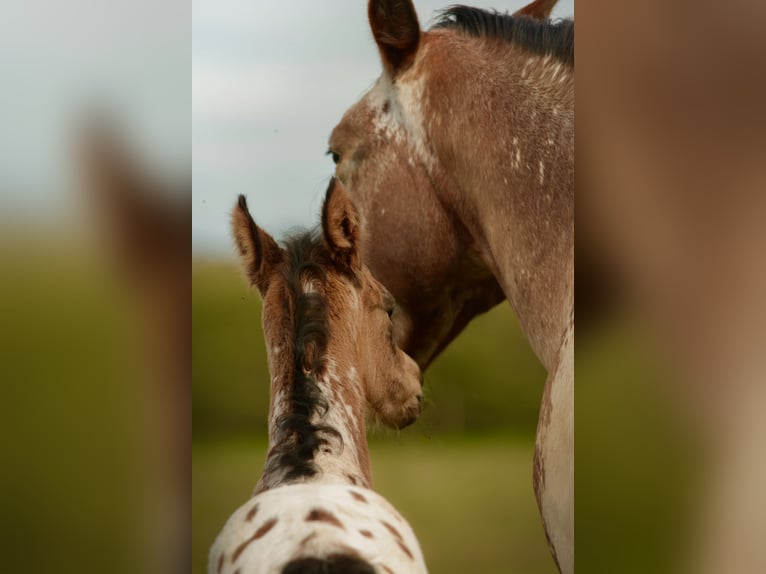Other Breeds Mix Stallion Foal (03/2026) Leopard-Piebald in Chaudefonds sur layon