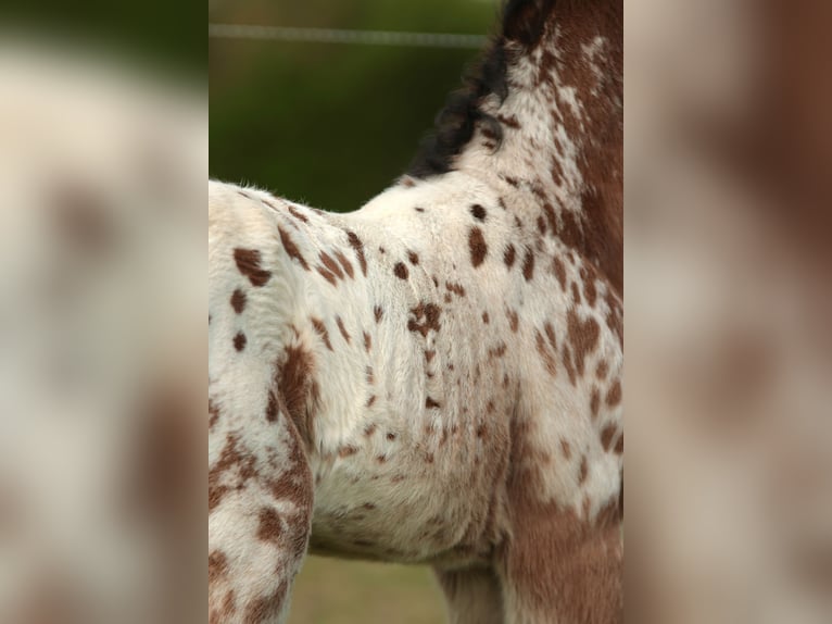 Other Breeds Mix Stallion Foal (03/2026) Leopard-Piebald in Chaudefonds sur layon