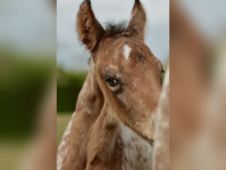 Other Breeds Mix Stallion Foal (03/2026) Leopard-Piebald in Chaudefonds sur layon