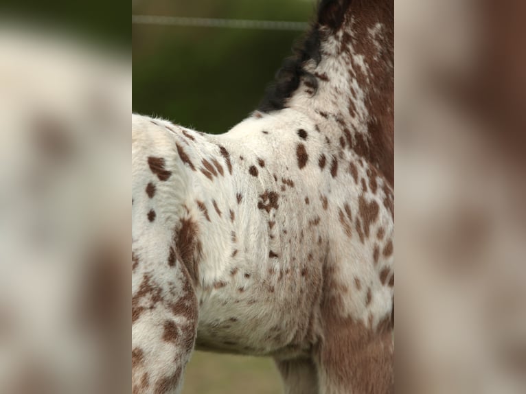 Other Breeds Mix Stallion Foal (03/2026) Leopard-Piebald in Chaudefonds sur layon
