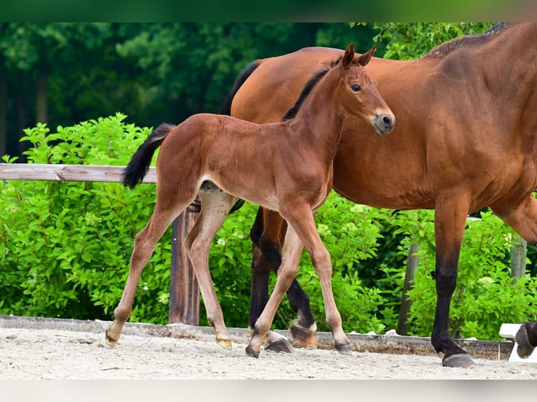 Other Breeds Stallion  in Bladel