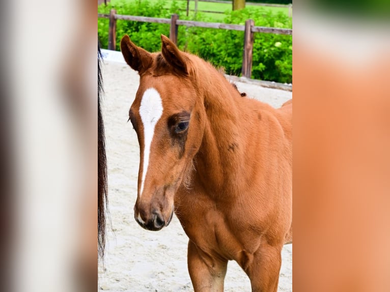 Other Breeds Stallion  in Bladel