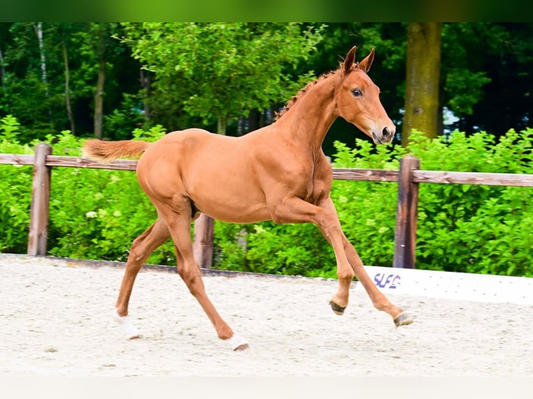 Other Breeds Stallion  in Bladel