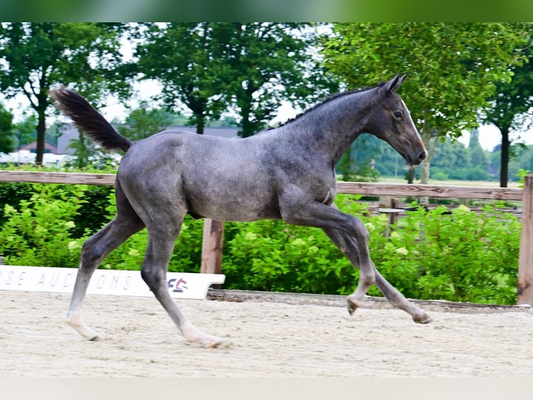 Other Breeds Stallion  in Bladel