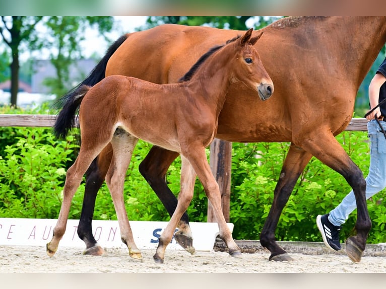 Other Breeds Stallion  in Bladel