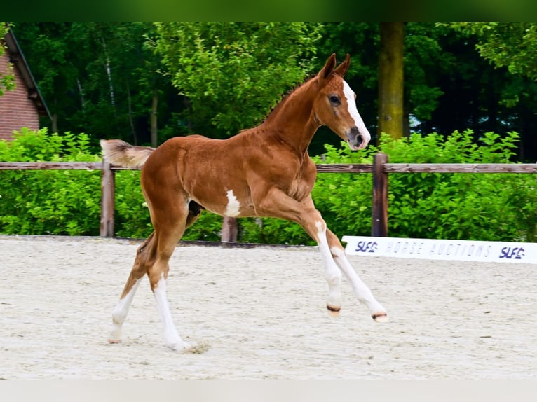 Other Breeds Stallion  in Bladel