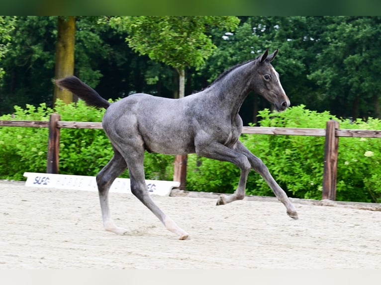 Other Breeds Stallion  in Bladel