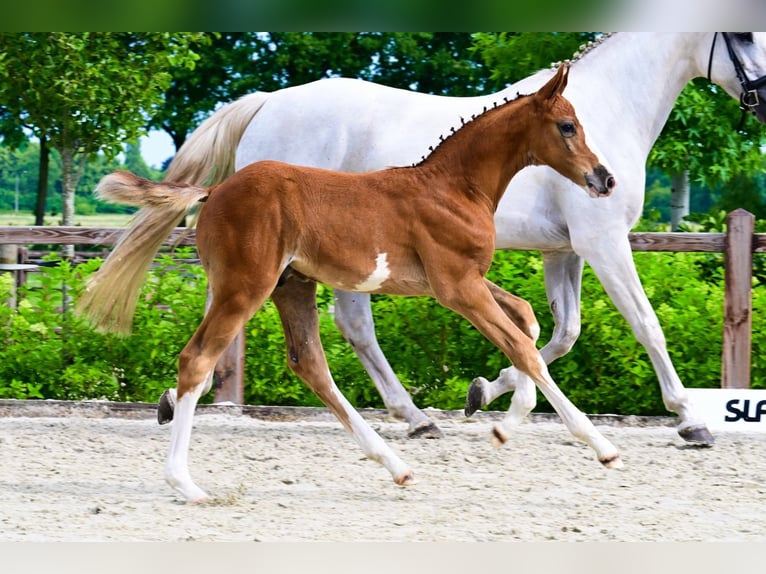 Other Breeds Stallion  in Bladel