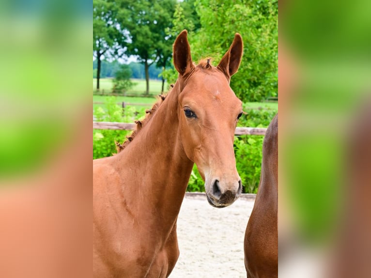 Other Breeds Stallion  in Bladel