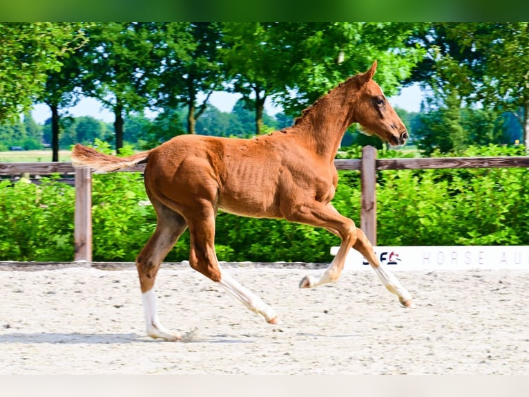 Other Breeds Stallion  in Bladel