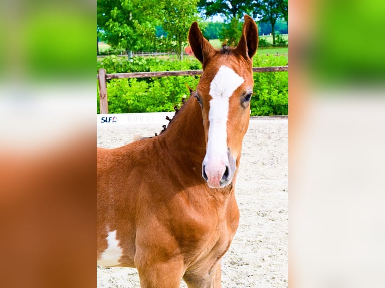 Other Breeds Stallion  in Bladel
