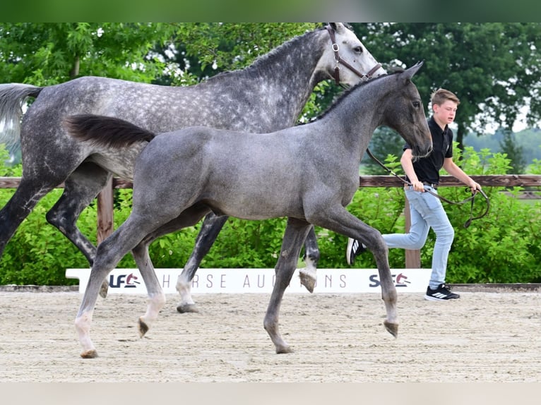 Other Breeds Stallion  in Bladel