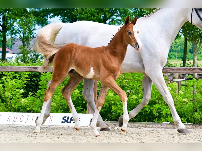 Other Breeds Stallion  in Bladel