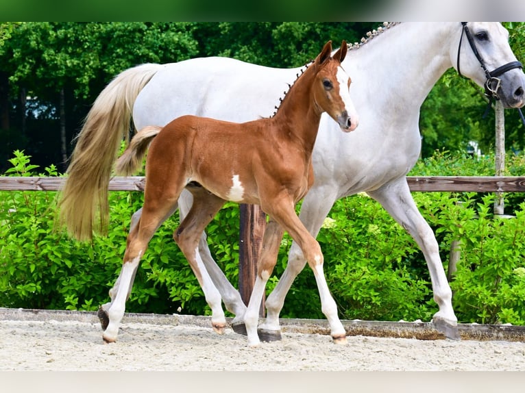 Other Breeds Stallion  in Bladel
