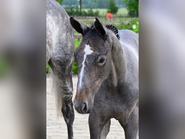 Other Breeds Stallion  in Bladel